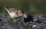 New Zealand dotterel | Tūturiwhatu. Adult female removing egg-shell from nest. Clive Beach, Hawke's Bay, October 2016. Image © Adam Clarke by Adam Clarke.