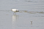 New Zealand dotterel | Tūturiwhatu. Unusually pale colour variation (leucistic). Ruakaka, April 2009. Image © Raewyn Adams by Raewyn Adams.