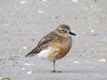 New Zealand dotterel | Tūturiwhatu. Northern subspecies male resting on one leg. Waipu estuary Northland, June 2012. Image © Thomas Musson by Thomas Musson.