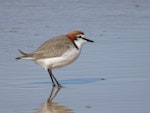 Red-capped plover. Adult male. Moruya Heads NSW, July 2018. Image © R.M. by R.M..