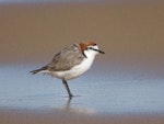 Red-capped plover. Adult male. Moruya Heads NSW, July 2018. Image © R.M. by R.M..