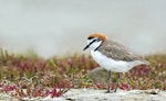 Red-capped plover. Adult male. Port Arthur, South Australia, January 2016. Image © Craig Greer by Craig Greer.