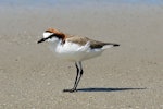 Red-capped plover. Adult on beach. Cape Tribulation, Queensland, Australia, August 2015. Image © Duncan Watson by Duncan Watson.