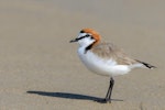 Red-capped plover. Adult male. Point Leo, Victoria, Australia, October 2017. Image © Mark Lethlean by Mark Lethlean.