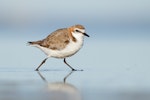 Red-capped plover. Adult female. Mandurah, Western Australia, September 2019. Image © Glenn Pure 2019 birdlifephotography.org.au by Glenn Pure.