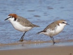 Red-capped plover. Male (left) and female. Moruya Heads NSW, July 2018. Image © R.M. by R.M..