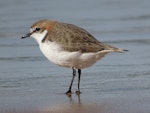 Red-capped plover. Adult female. Moruya Heads NSW, July 2018. Image © R.M. by R.M..