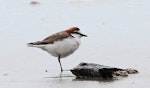 Red-capped plover. Adult male. Cape Tribulation, Queensland, August 2010. Image © Dick Porter by Dick Porter.