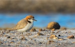 Red-capped plover. Adult male. Whicker Rd Wetlands, Gillman, South Australia, January 2014. Image © Craig Greer by Craig Greer.