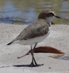 Red-capped plover. Adult female. South-east Queensland, Australia, December 2013. Image © Dorothy Pashniak by Dorothy Pashniak.