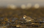 Red-capped plover. Adult female. Bald Hill Beach, South Australia, February 2016. Image © Craig Greer by Craig Greer.