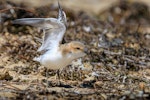 Red-capped plover. Fledgling stretching its wings. Point Leo, Victoria, Australia, December 2017. Image © Mark Lethlean by Mark Lethlean.