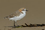 Red-capped plover. Adult female. Point Leo, Victoria, Australia, March 2018. Image © Mark Lethlean by Mark Lethlean.