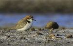 Red-capped plover. Adult female. Whicker Road wetland, South Australia, January 2014. Image © Craig Greer by Craig Greer.