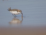 Red-capped plover. Female feeding. Moruya Heads, NSW, July 2018. Image © R.M. by R.M..