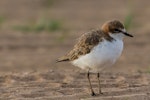 Red-capped plover. Juvenile. Lake Tinaroo, Queensland, December 2017. Image © Imogen Warren by Imogen Warren.