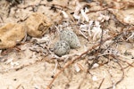 Red-capped plover. Nest with two eggs. Point Leo, Victoria, Australia, January 2019. Image © Mark Lethlean by Mark Lethlean.