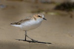 Red-capped plover. Fledgling. Poit Leo, Victoria, Australia, December 2017. Image © Mark Lethlean by Mark Lethlean.