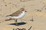 Red-capped plover. Newly fledged juvenile. Point Leo, Victoria, Australia, November 2017. Image © Mark Lethlean by Mark Lethlean.