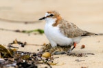 Red-capped plover. Adult female brooding 2 chicks. Point Leo, Victoria, Australia, January 2019. Image © Mark Lethlean by Mark Lethlean.