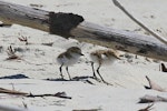 Red-capped plover. Two young chicks under branch on beach. Cape Tribulation, Queensland, Australia, August 2015. Image © Duncan Watson by Duncan Watson.