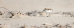 Red-capped plover. Young chick feeding. Point Leo, Victoria, Australia, February 2020. Image © Mark Lethlean by Mark Lethlean.