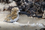 Red-capped plover. Day-old chick. Point Leo, Victoria, Australia, October 2018. Image © Mark Lethlean by Mark Lethlean.