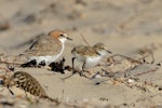 Red-capped plover. Adult female and chick. Point Leo, Victoria, Australia, February 2018. Image © Mark Lethlean by Mark Lethlean.