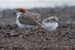 Red-capped plover. Adult male with chick. Lake Tinaroo, Queensland, December 2017. Image © Imogen Warren by Imogen Warren.