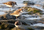 Red-capped plover. Adult with red-necked stints. Cairns, September 2010. Image © Dick Porter by Dick Porter.