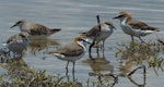 Red-capped plover. Two adults with three with red-necked stints. South-east Queensland, Australia, December 2011. Image © Dorothy Pashniak by Dorothy Pashniak.