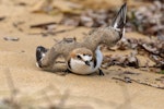 Red-capped plover. Adult female distraction display. Balnarring, Victoria, Australia, September 2018. Image © Mark Lethlean by Mark Lethlean.