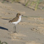 Red-capped plover. 2-week-old chick. Point Leo, Victoria, Australia, January 2019. Image © Mark Lethlean by Mark Lethlean.