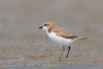 Lesser sand plover. Non-breeding adult. Wellington Point, Queensland, March 2018. Image © Terence Alexander 2018 birdlifephotography.org.au by Terence Alexander.