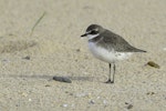 Lesser sand plover. Non-breeding adult. Culburra Area, New South Wales, January 2016. Image © Trevor Bullock 2016 birdlifephotography.org.au by Trevor Bullock.