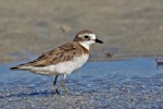 Lesser sand plover. Non-breeding adult. Chilli Beach, Cape York, Queensland, August 2016. Image © Paul Jensen 2018 birdlifephotography.org.au by Paul Jensen.