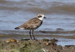 Lesser sand plover. Adult in non-breeding plumage. Cairns, Queensland, January 2014. Image © Richard Else by Richard Else.