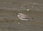 Lesser sand plover. Adult in breeding plumage. Saemangeum, South Korea, April 2007. Image © Phil Battley by Phil Battley.