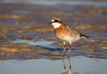 Lesser sand plover. Breeding plumage. Broome, Western Australia, March 2015. Image © Ric Else by Ric Else.