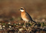 Lesser sand plover. Adult in breeding plumage. Bering Sea coast near Meinypilgyno, Chukotka, June 2008. Image © Sergey Golubev by Sergey Golubev.