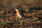 Lesser sand plover. Adult in breeding plumage. Bering Sea coast near Meinypilgyno, Chukotka, June 2008. Image © Sergey Golubev by Sergey Golubev.