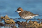 Lesser sand plover. Adult male in breeding plumage. Wellington Point, Queensland, March 2020. Image © Terence Alexander 2020 birdlifephotography.org.au by Terence Alexander.