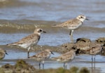 Lesser sand plover. Non-breeding plumage (bird on left). Comparison with greater sand plover (right). Red-necked stints on foreground. Cairns, Queensland, January 2014. Image © Ric Else by Ric Else.