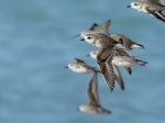 Lesser sand plover. Non-breeding adult in flight. Roebuck Bay, Broome, Western Australia, July 2019. Image © Tim Van Leeuwen 2019 birdlifephotography.org.au by Tim Van Leeuwen.