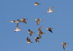 Lesser sand plover. Flock in flight showing birds from different angles. Broome, Western Australia, May 2015. Image © Ric Else by Ric Else.