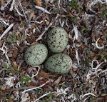 Lesser sand plover. Nest with 3 eggs. Bering Sea coast near Meinypilgyno, Chukotka, June 2008. Image © Sergey Golubev by Sergey Golubev.