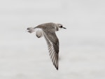 Lesser sand plover. Non-breeding adult in flight. Chilli Beach, Kutini-Payanu (Iron Range) National Park, Queensland, January 2017. Image © John Barkla 2018 birdlifephotography.org.au by John Barkla.