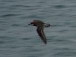 Lesser sand plover. Bird in breeding plumage, in flight. Pohnpei, Federated States of Micronesia, April 2009. Image © Glenn McKinlay by Glenn McKinlay.