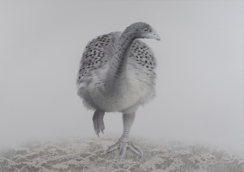 Heavy-footed moa | Moa waewae taumaha. Adult (695 x 990 mm watercolour and watercolour pencil and acrylic on paper). South Island, January 2019. Image © Paul Martinson by Paul Martinson.