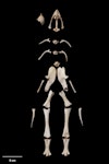 Heavy-footed moa | Moa waewae taumaha. Moa embryo skeleton, found in egg (NMNZ S.000004, collected by Charles O'Neal). Near Cromwell, January 1866. Image © Te Papa by Jean-Claude Stahl.